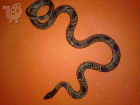 PoulaTo: πωλειται king snake goini golden